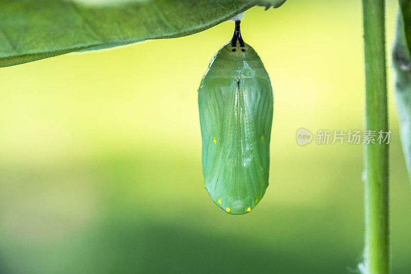 帝王蝶蛹的微距照片