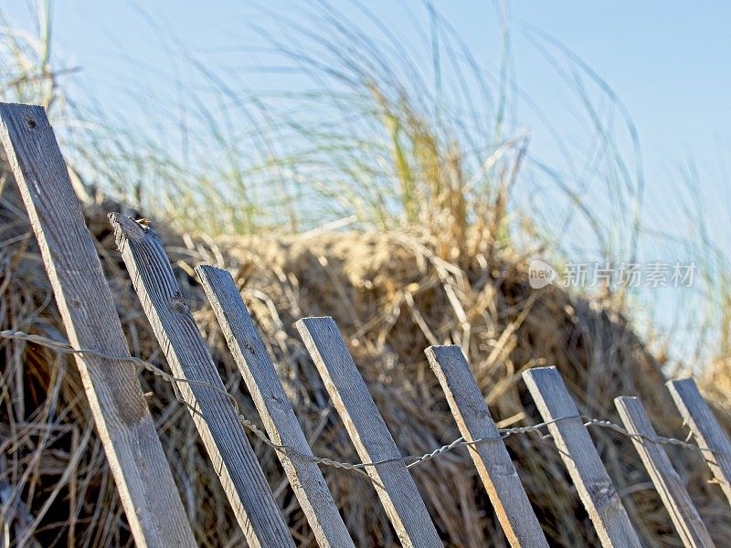 木制的沙滩沙丘围栏，保护马萨诸塞州普拉姆岛的沙丘