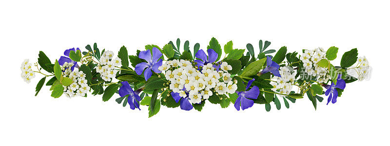 长春花和绣线菊的春季细枝，有绿色的小叶子，花和芽在一个花的花环上孤立在白色