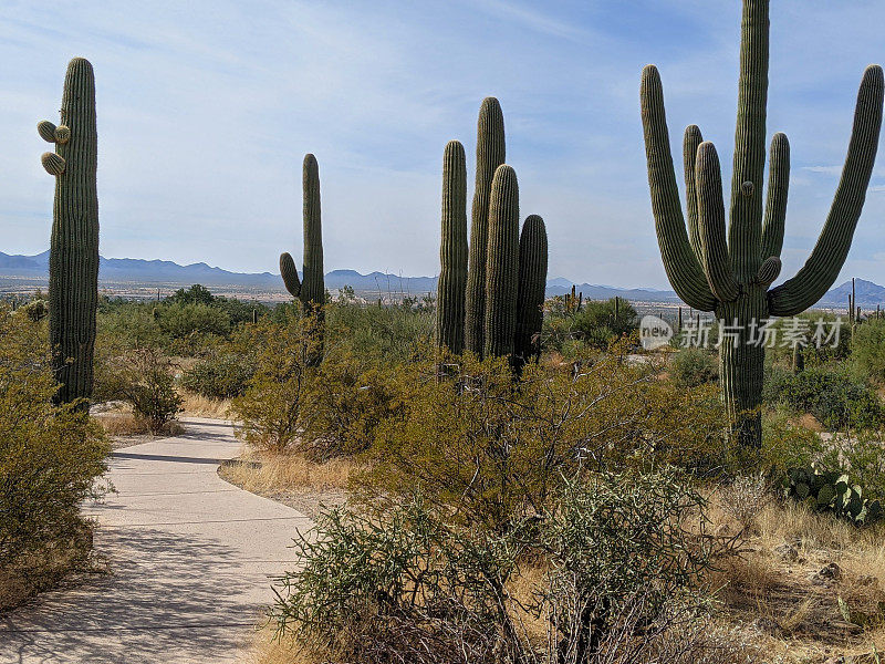 亚利桑那州图森市萨瓜罗国家公园西段和穿过公园的人行道