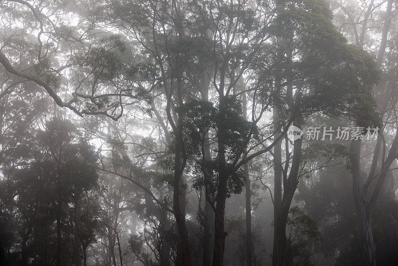雾和薄雾笼罩着澳大利亚的森林