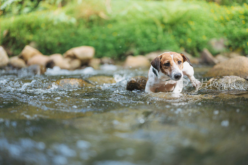 顽皮的小杰克罗素梗狗在试图过河享受户外活动在森林放松