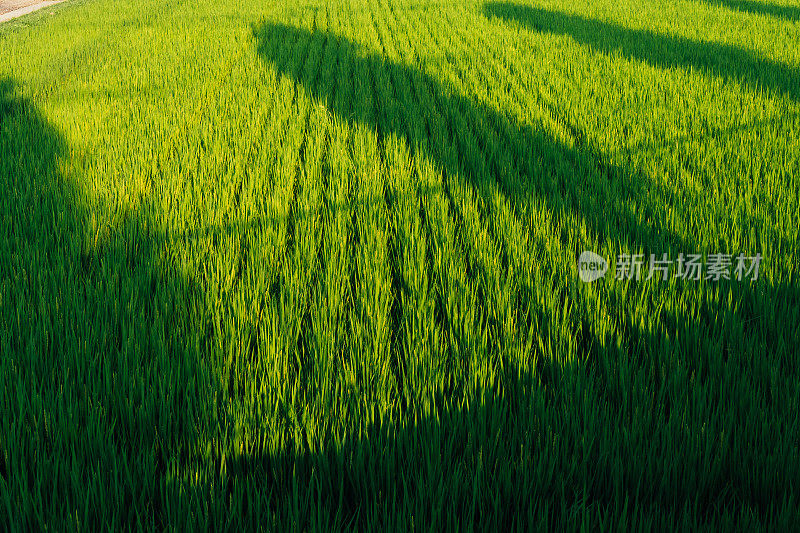 日本稻田的图像