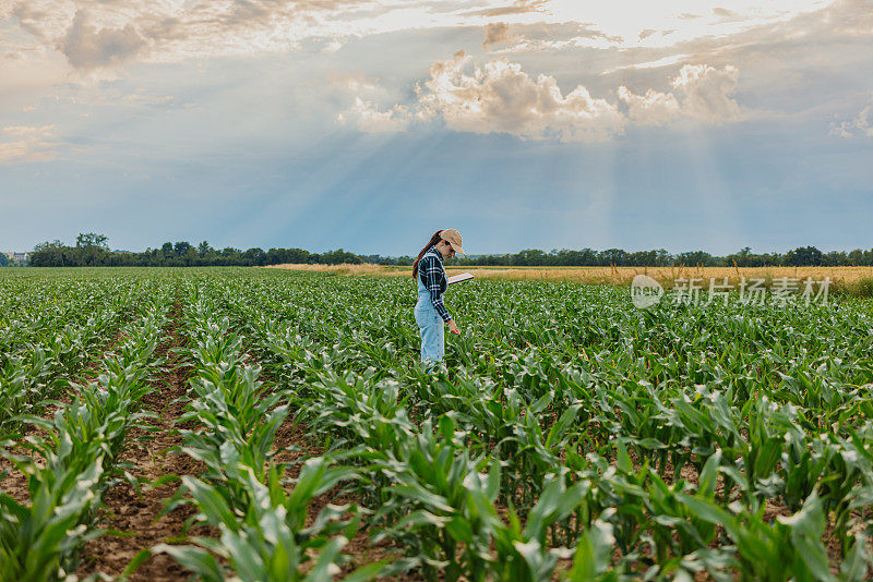站在农场里，手持数字平板检查玉米作物的女农民