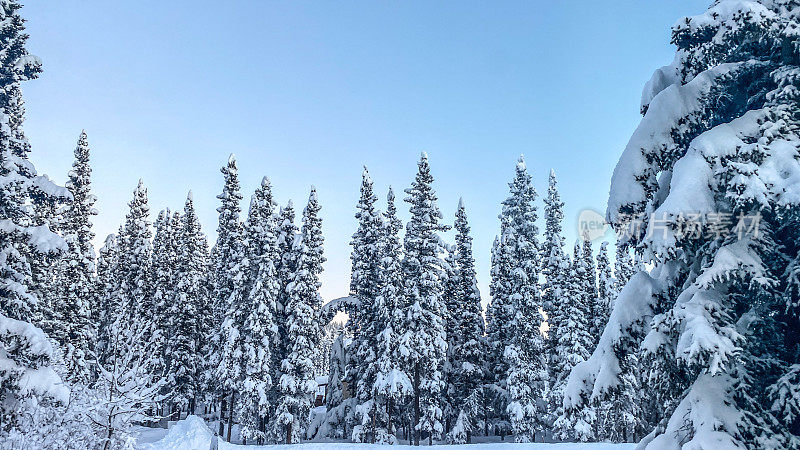 树上的雪