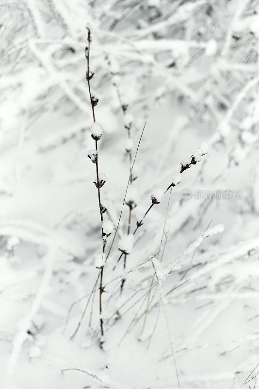 冬天的草被雪覆盖