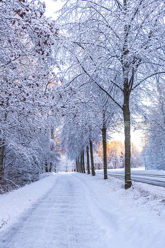 冬季景观，城市道路和树木在雪中。