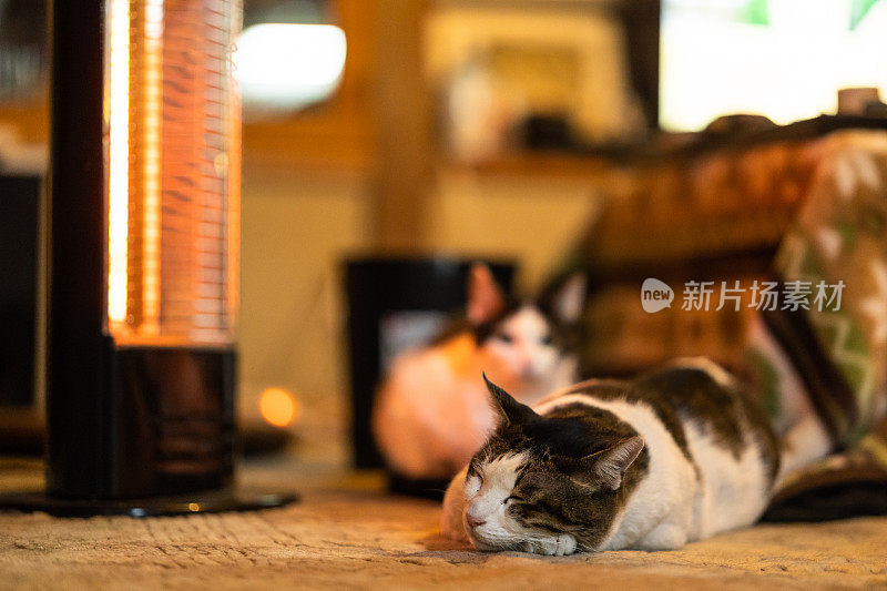 冬天，宠物猫在暖炉旁休息