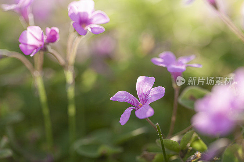 春天有三叶草和鲜花