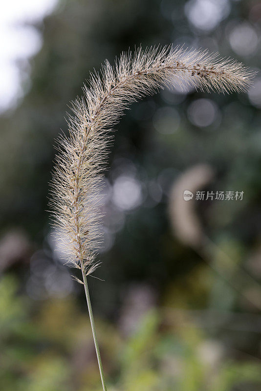 喷泉草种子头。