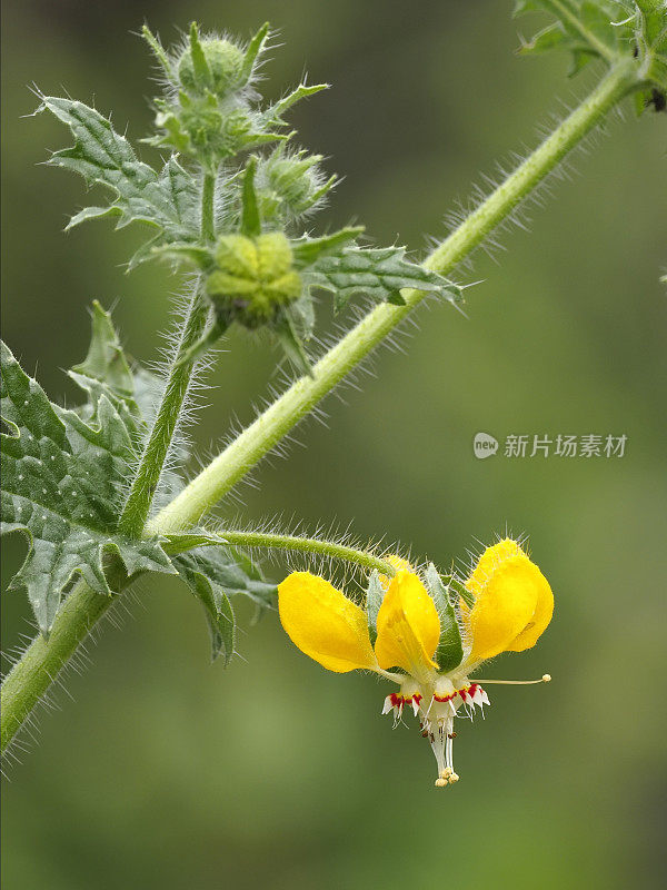 一种生长在智利中部的雄性荨麻的花