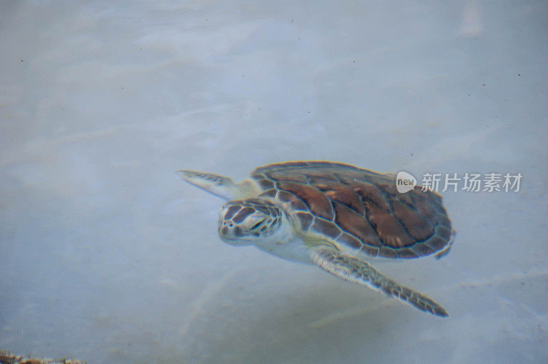 海龟在水里游泳