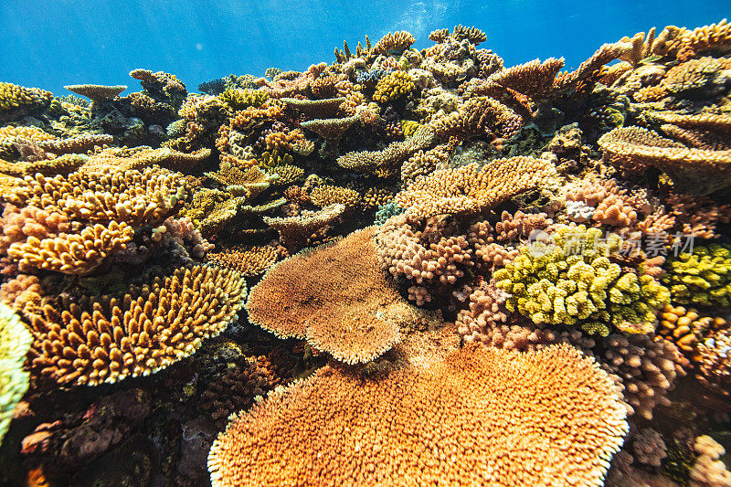 五彩斑斓的水下自然背景，健康的珊瑚礁生态系统，鱼和自然太阳光和深蓝色的海洋。