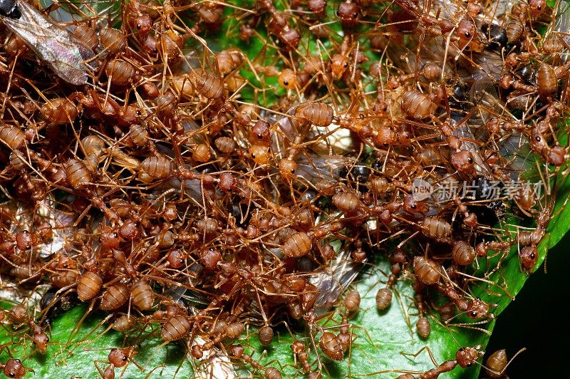 蚂蚁和蜉蝣谈绿叶――动物行为。