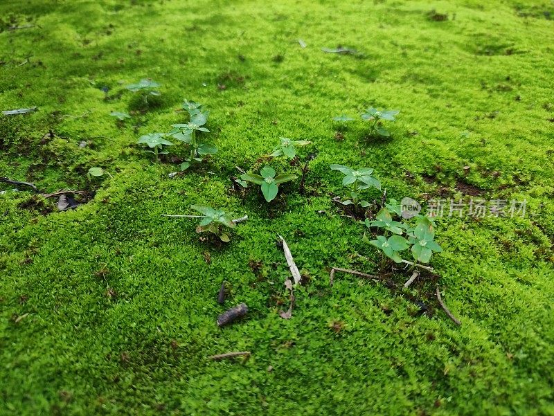 苔藓植物生长在地下