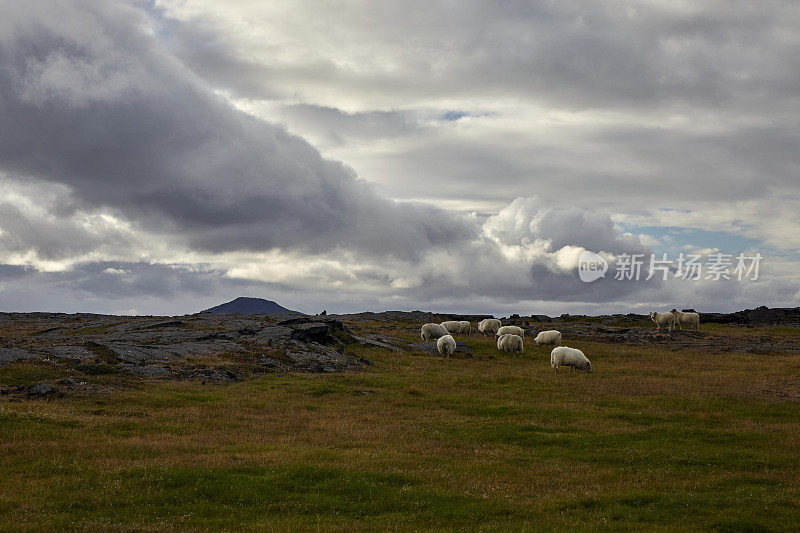 冰岛北部的一群冰岛羊