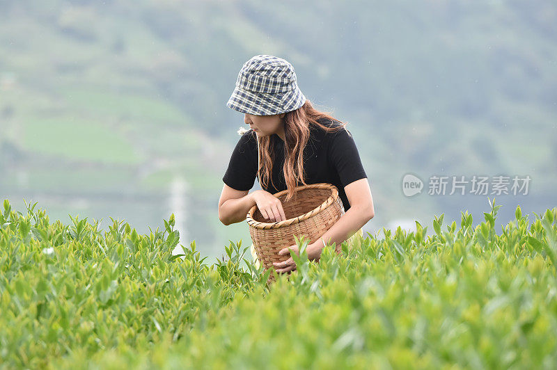 日本女游客在日本采摘茶叶的图片