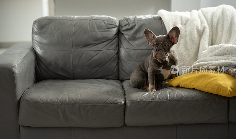 一只法国斗牛犬小狗坐在沙发上