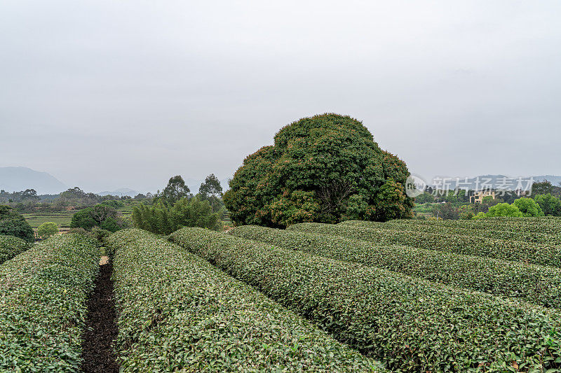 阴天的茶园