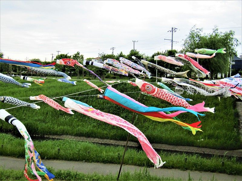 日本。五月初。儿童节。Koinobori，传统的日本鲤鱼形状的风袜漂浮在空中。