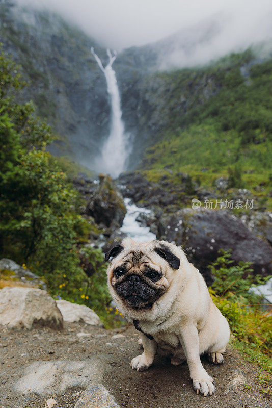 美丽的狗的肖像与背景视图的Mardalsfossen瀑布在挪威