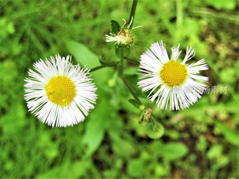 日本。五月两朵雏菊花。