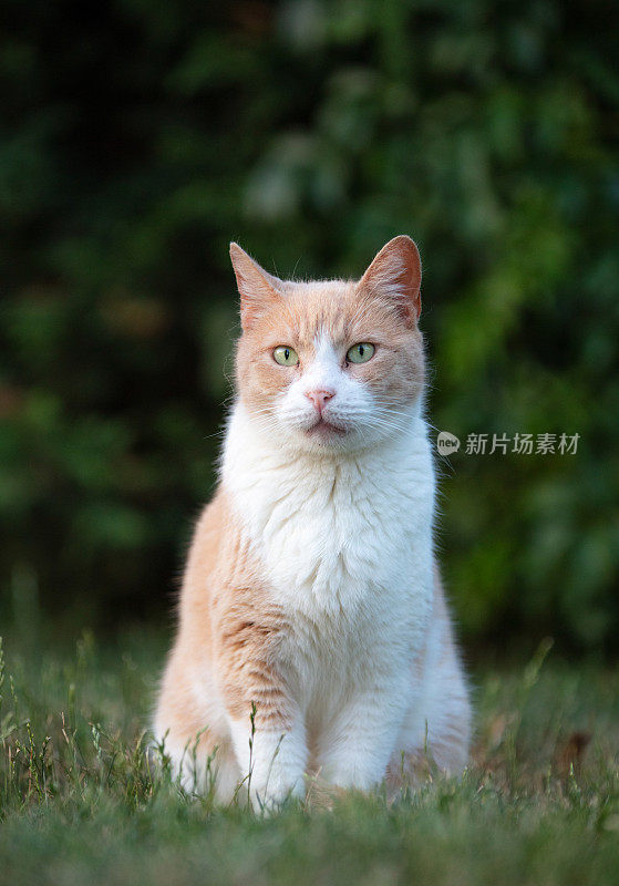 姜白色的流浪猫在草地上