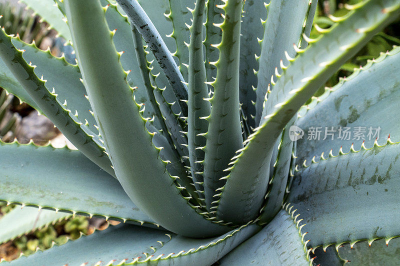 生长在干旱花园里的仙人掌花。