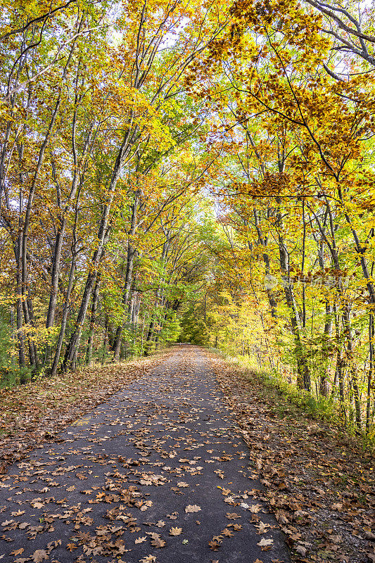 轻盈的秋日小巷里有嫩树和泛黄的落叶，召唤着旅行者去一场未知的抒情冒险