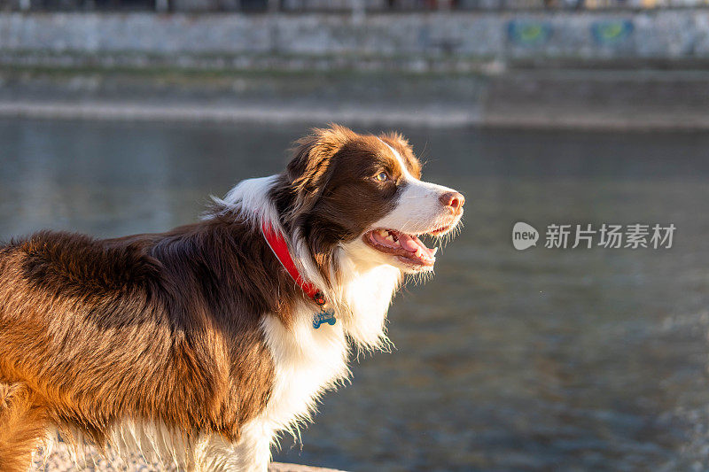 可爱的边境牧羊犬在日落玩耍