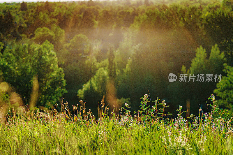 高大的野草和夏日阳光下的森林