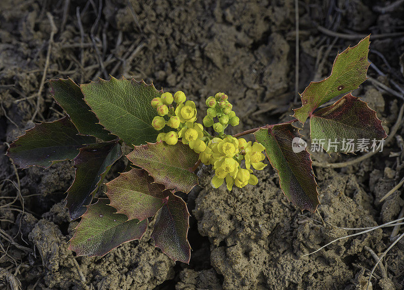 匍匐俄勒冈葡萄，匍匐Mahonia，匍匐小檗，小檗aquifolium变种repens;十大功劳被;内华达州大盆地国家公园;大盆地沙漠，白蕨科