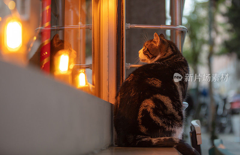 一只流浪猫正看着镜子里自己的倒影。