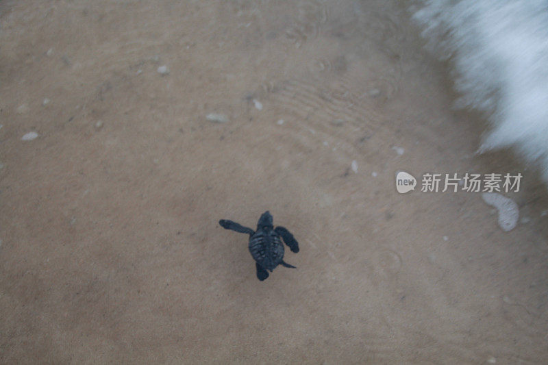 把小海龟放生到亚齐海。