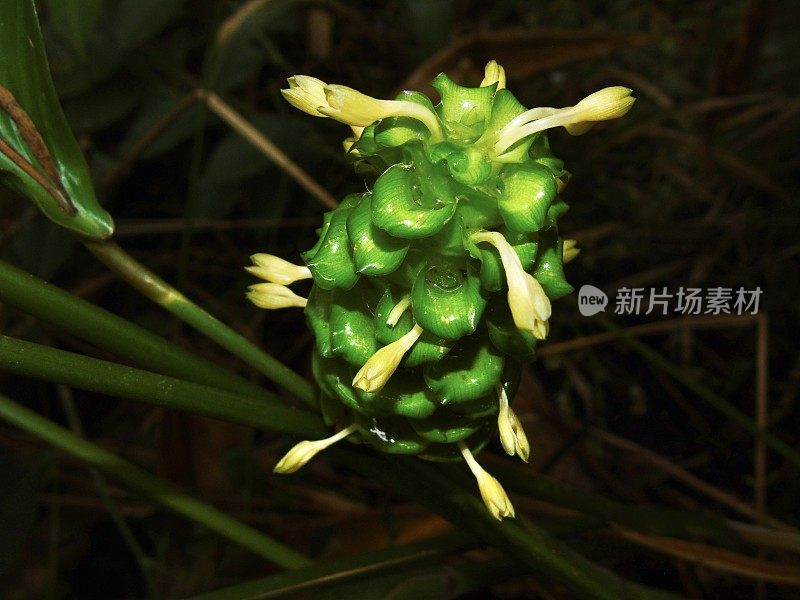 一种绿色的姜花“绿冰”(白茶座)有黄色的小花。