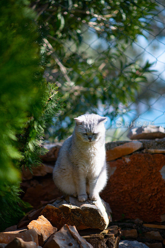 花园里美丽的英国短毛猫