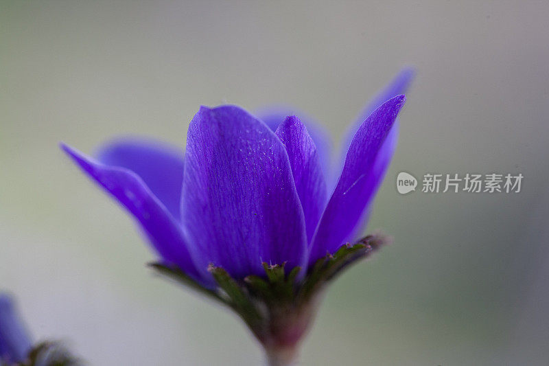 随着春天的到来，彩色的银莲花盛开的特写