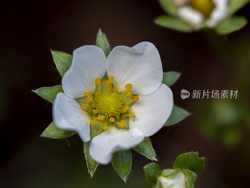 草莓花特写