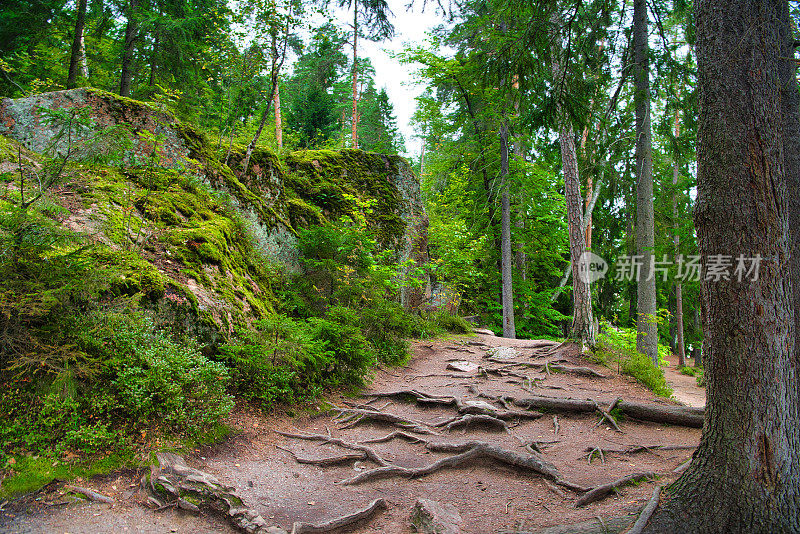 俄罗斯维堡的monrepos公园，松树林中悬崖岩石附近的树根