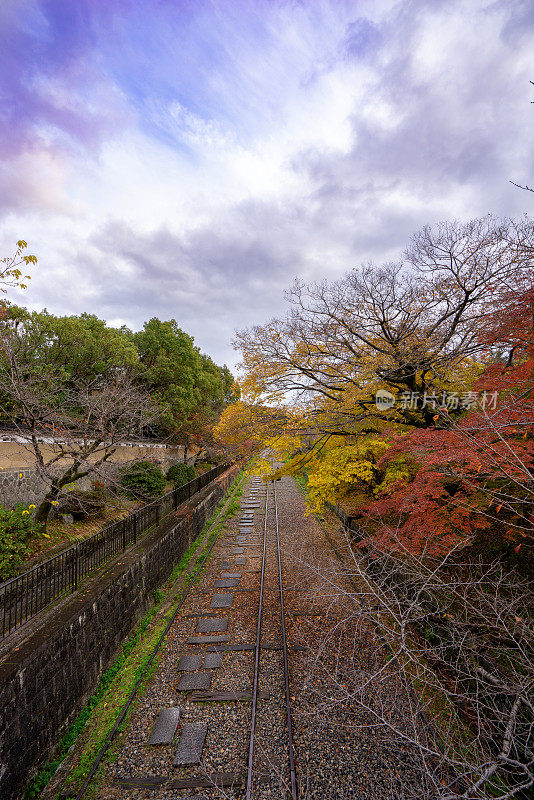 直看日本铁路枫叶。