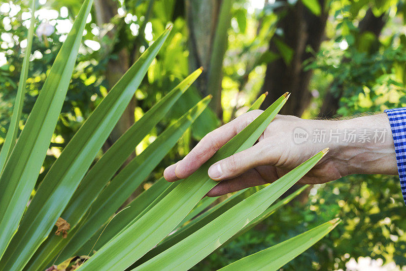 男人的手在检查棕榈叶