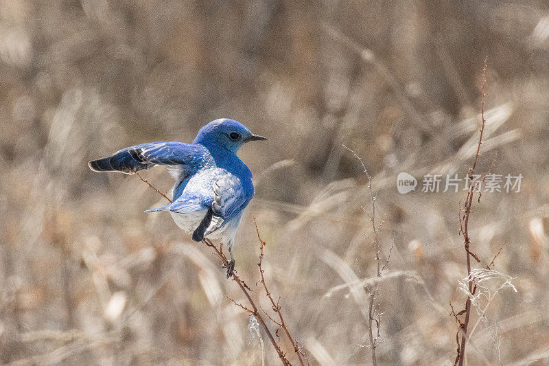 在美国怀俄明州的大提顿国家公园，春天的第一只蓝鸟