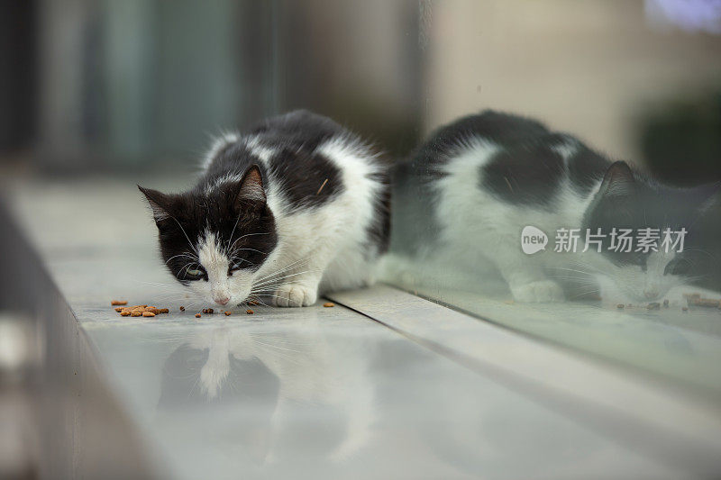 黑白相间的流浪猫正在吃食物。