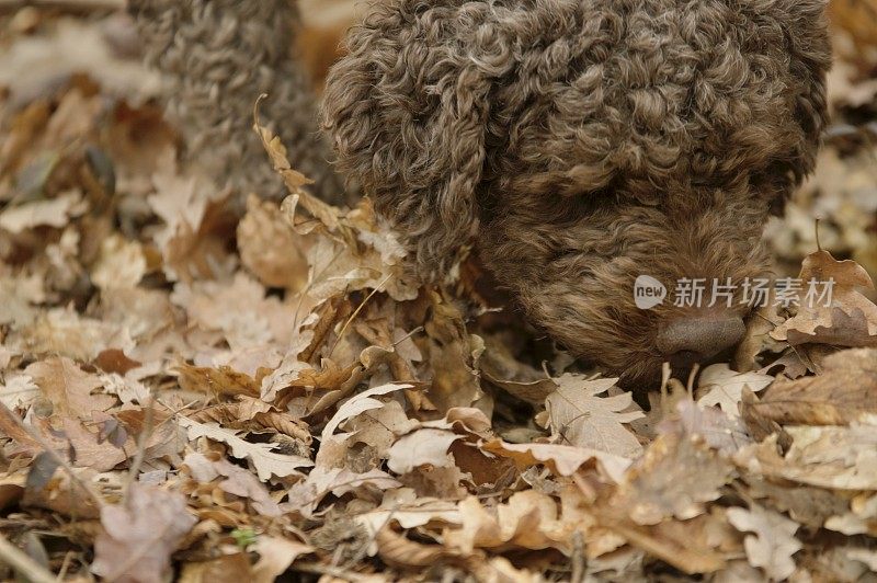 在树林里寻找松露