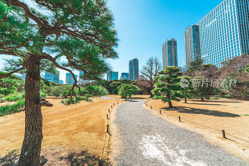 日本东京大都会日比谷公园的盆景树