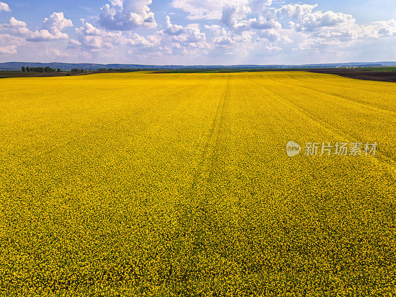 晴天黄色油菜籽田鸟瞰图