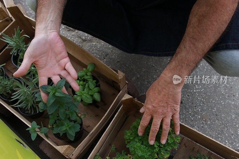 一个男人选择草药