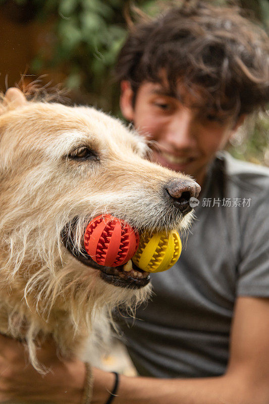 老黄狗嘴里衔着两个玩具球，和微笑的少年在一起