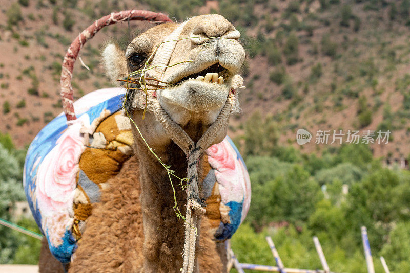 摩洛哥阿特拉斯山脉乌里卡山谷的单峰骆驼