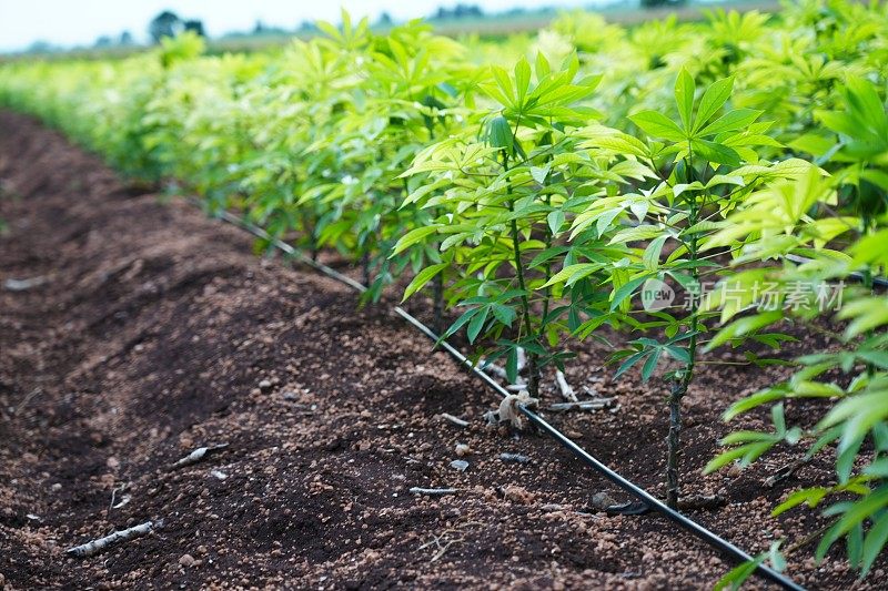 甘薯种植的性质